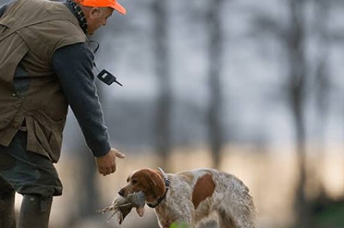 Ouverture de la chasse : rappel des règles et consignes de sécurité